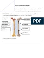 Cuaderno de Trabajo Sistema Oseo 1 1 1