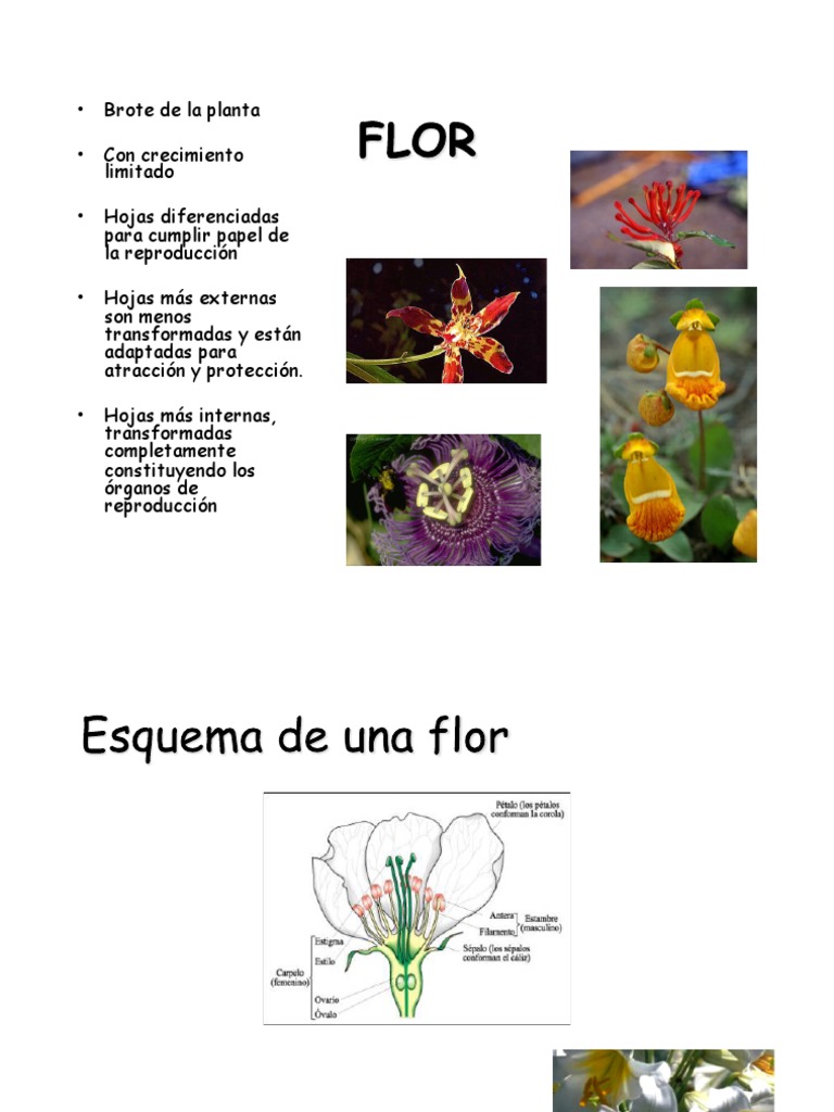 Estructura y Tipos de Flores | PDF | Flores | Plantas