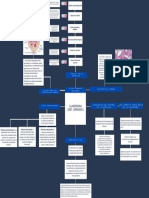 Estructura y tipos de nefronas