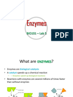 5 - Enzymes Adjusted