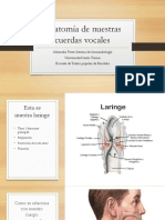 Anatomía de Nuestras Cuerdas Vocales