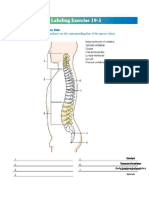 Spine Anatomy: Vertebrae, Discs, and Regions