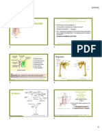 PDF 1.1 Shoulder-Min