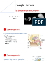 CLASE 1 - Gametogenesis Periodo Embrionario Placenta