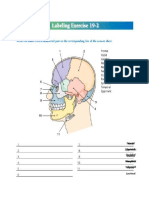 Nasal Frontal Parietal Occipital Zygomatic