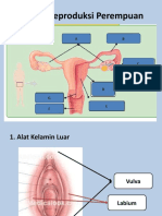 Sistem Reproduksi Perempuan