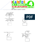 Ciclo Vital de Las Plantas para Ninos de 4 Anos