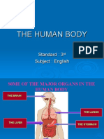 Major Organs of the Human Body