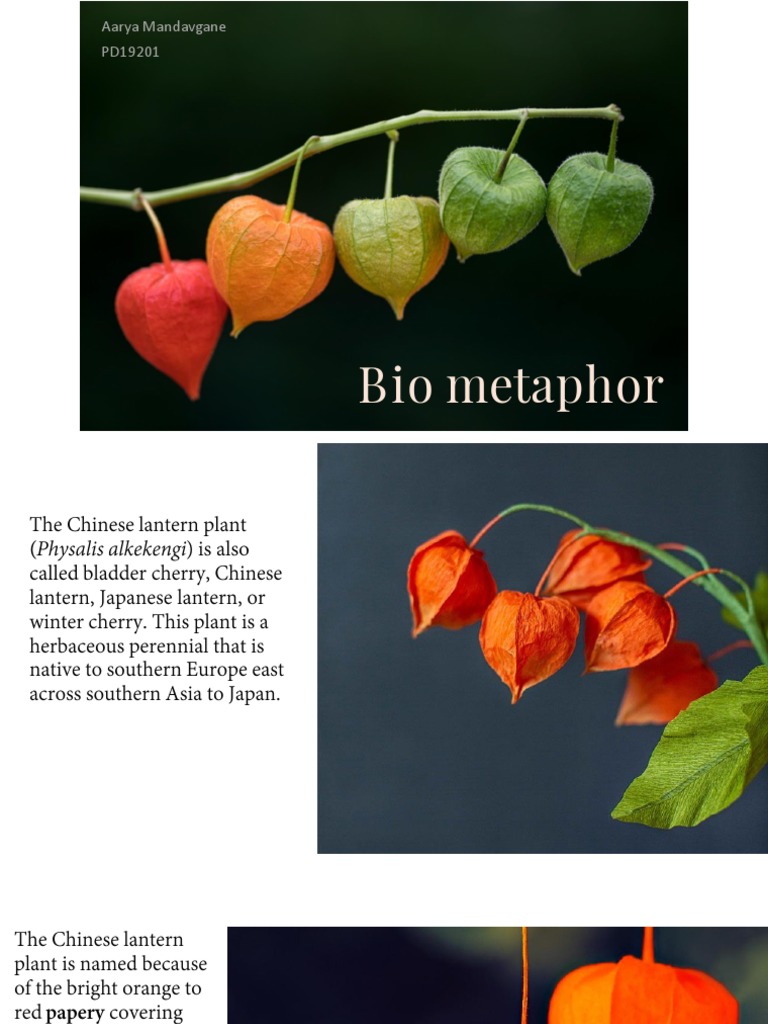 Bio Metaphor: Aarya Mandavgane PD19201 | PDF