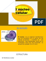 El Núcleo Celular