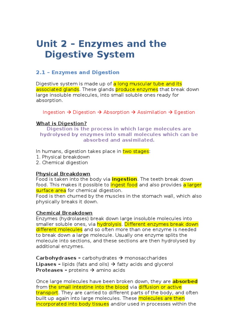 Unit 2 Enzymes And The Digestive System Carbohydrates - 