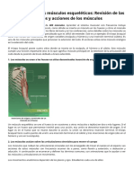 Descripción de Los Músculos Esqueléticos - Revisión de Las Uniones y Acciones de Los Músculos