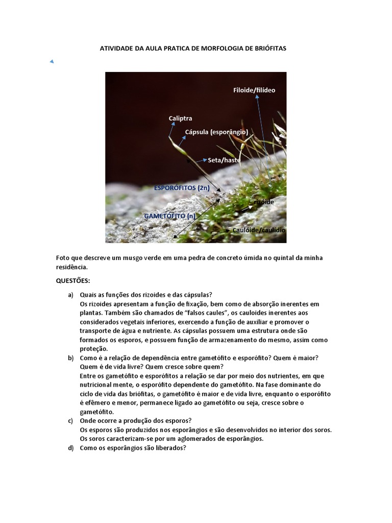 Morfologia e Ciclo de Vida das Briófitas | PDF