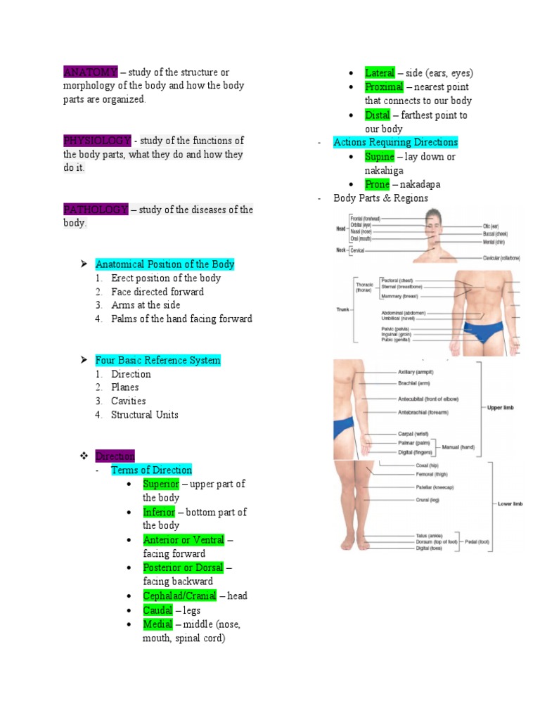 Anatomical Terms Of Location Biology Diagrams