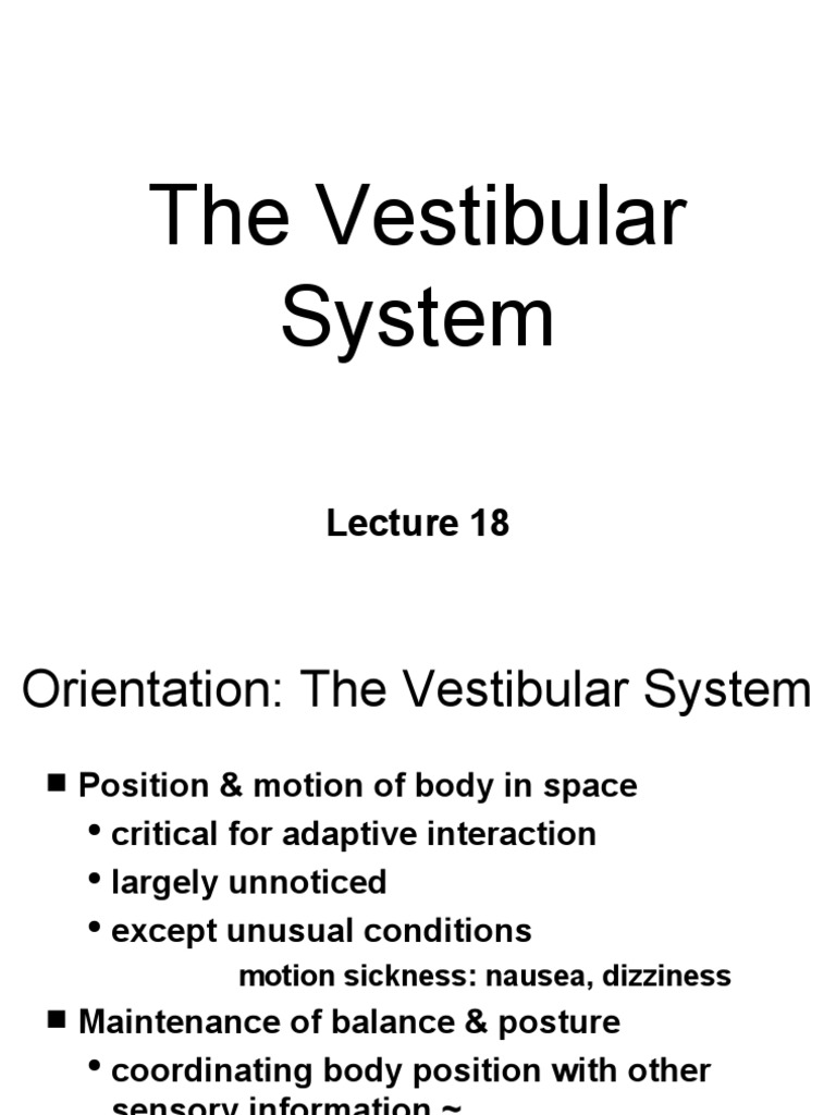 BN18 Vestibular System | PDF | Vestibular System | Sensory Organs