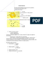 WWW - Referat.ro-Glandele Endocrine