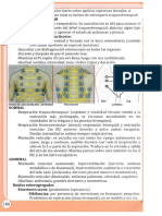 Focos de Auscultación: Ántemor Posterior