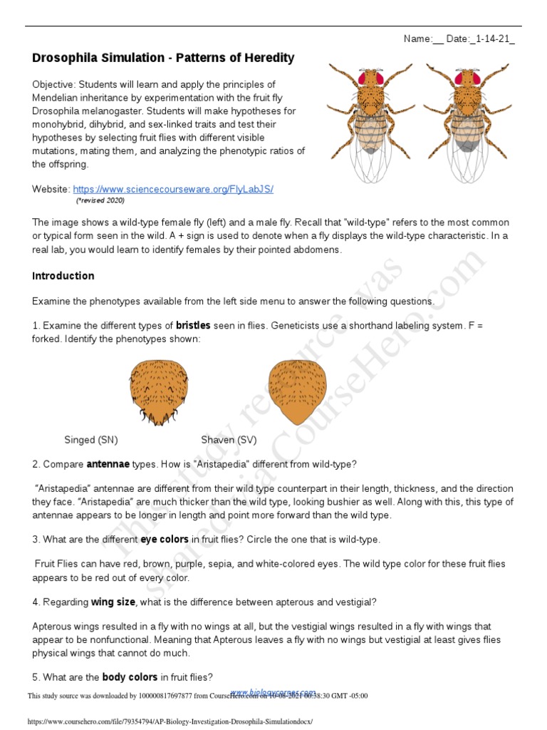 This Study Resource Was: Drosophila Simulation - Patterns of Heredity ...