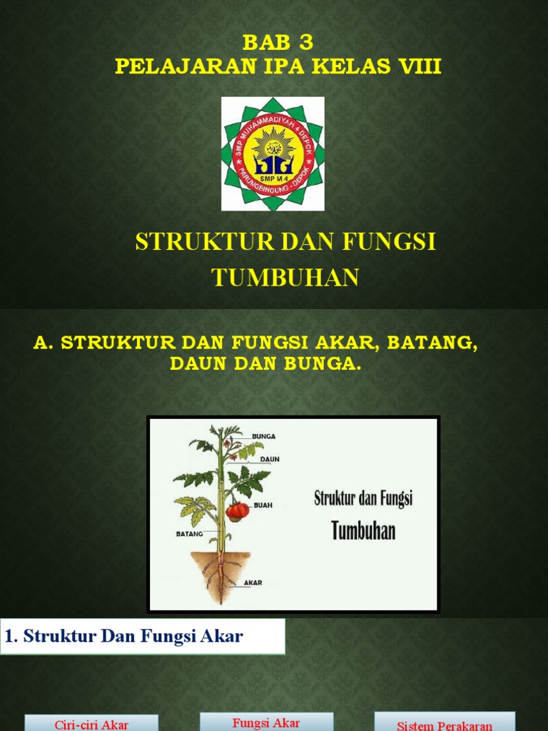 Struktur Tumbuhan | PDF