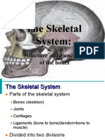 Skeletal System