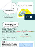 Procesamiento del ARNm: Cap 5' y poliadenilación