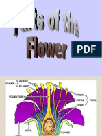 15 Parts of A Flower