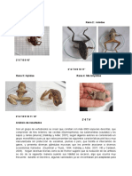 Informe de Anfibios