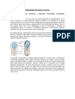 Embriología Del Sistema Nervioso