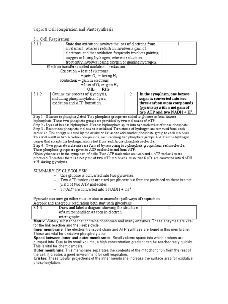 Cell Respiration and Photosynthesis Overview | PDF | Cellular ...
