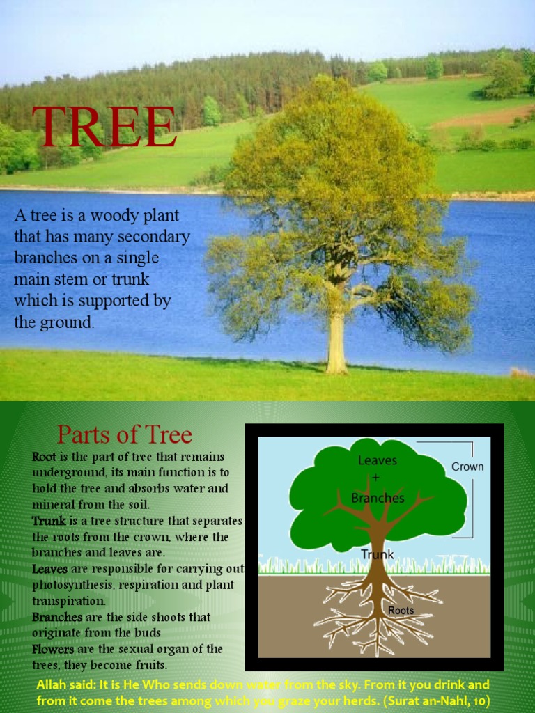 Understanding Trees and Their Benefits | PDF | Trees | Morphology (Biology)