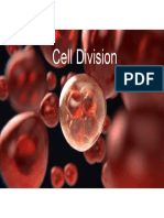 Cell Division Slides