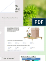 Fotosintess Plantas