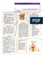 9 - Sistema Digestivo Mapa F