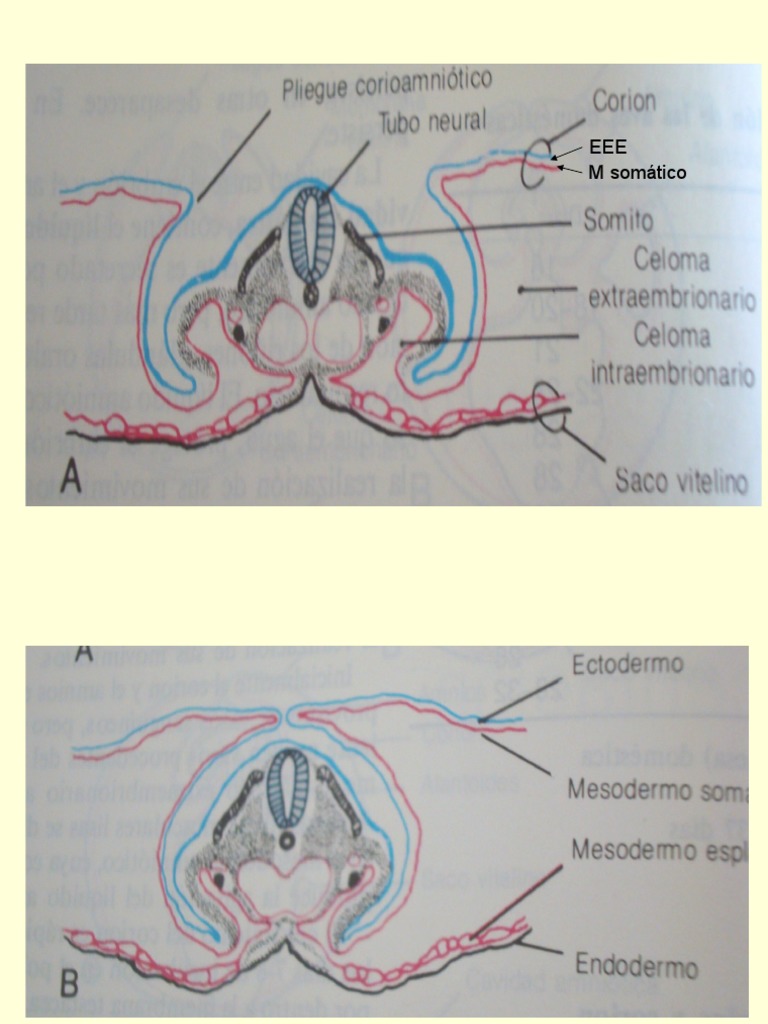 Embriologia Clase Practica | PDF | Placenta | Implantación (embrión humano)