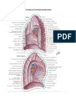 Anatomía y fisiología del sistema respiratorio