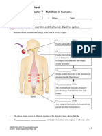 Classroom Worksheet Chapter 7 Nutrition in Humans: The Processes of Nutrition and The Human Digestive System