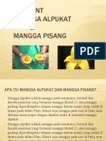 Mangga Alpukat