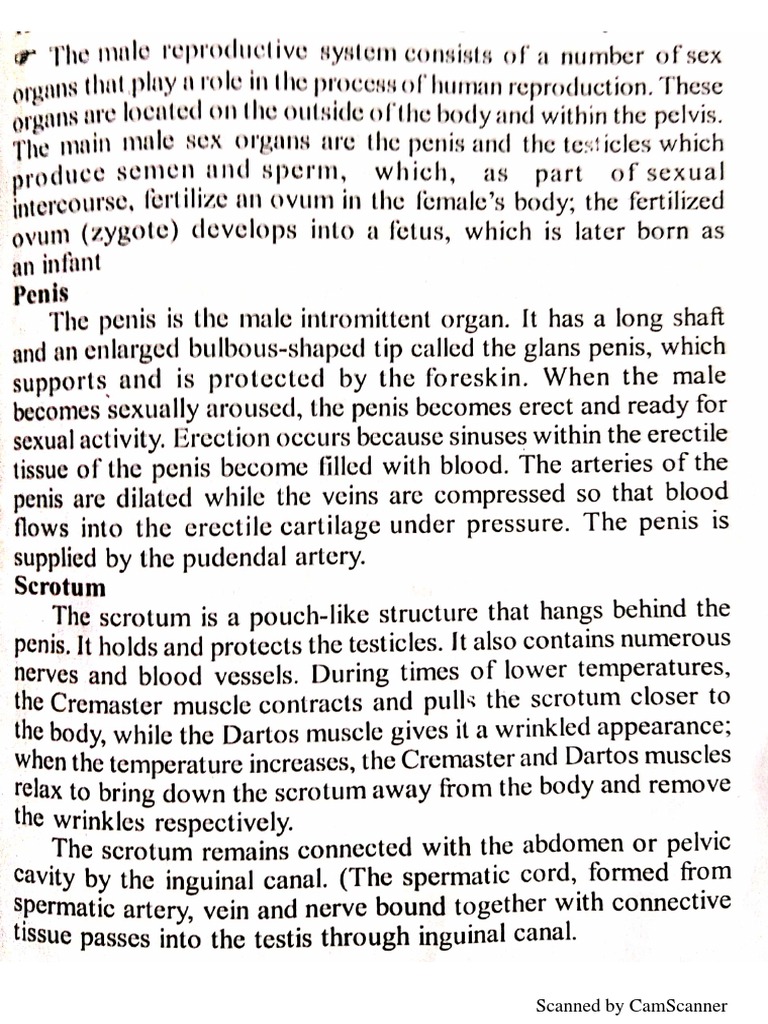 Reproductive System Short Explanation | PDF