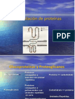 Glucosilación de proteínas: glucoproteinas y proteoglicanos