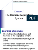 Lesson 1 Respiratory System