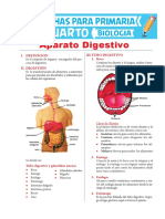 Aparato Digestivo Para Cuarto de Primaria