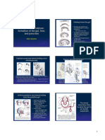 Entodermal Derivatives: Formation of The Gut, Liver, and Pancreas