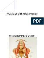 Musculus Extrimitas Inferior