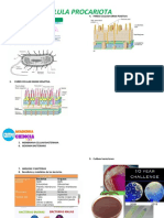 Celula Procariota