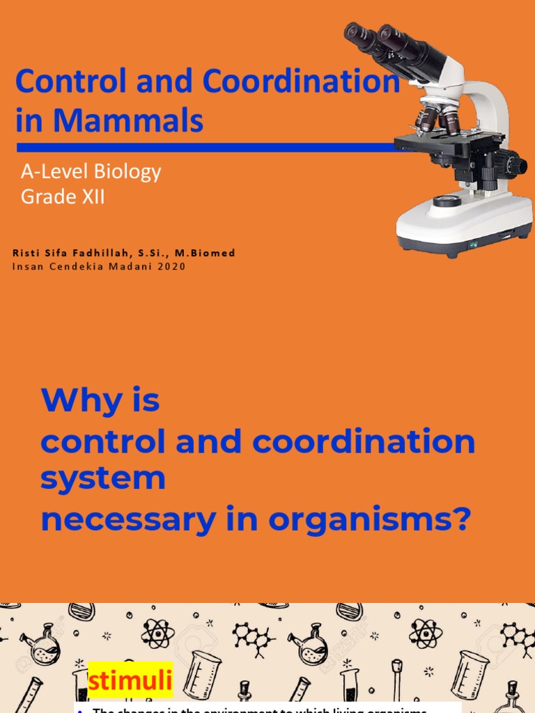Control and Coordination in Mammals: A-Level Biology Grade XII | PDF ...
