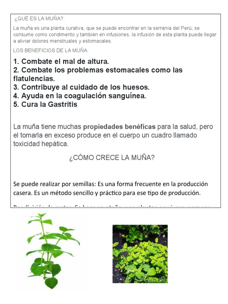 Beneficios y propiedades de la muña | PDF
