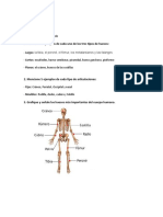 Taller anatomía huesos articulaciones músculos cuerpo