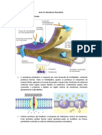 Membrana Plasmática 2