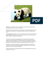 mapeado panda