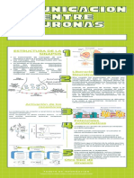 COMUNICACIÓN ENTRE NEURONAS Infografías